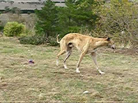 Ibbi - Adagio Ambar De Ibiza (imp Swd) 3yrs