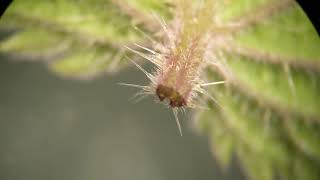 此物药毒同体却又让人闻之色变之1：荨麻及其刺毛