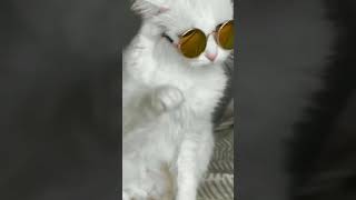 Cat Thug Life 😂  Cute Cat 😸 Attitude Status 