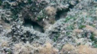 preview picture of video 'Fishes in Barra Grande, Maragogi, AL BR'