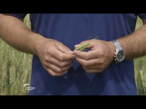 RATARSKA proizvodnja u BANATU, i koliko su KISE napravile PROBLEM - U nasem ataru 1005