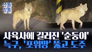 [신통방통] 6일 만에 찾은 늑구, '인간띠·마취총' 피해 도주···신고자 힘없고 지쳐 보여