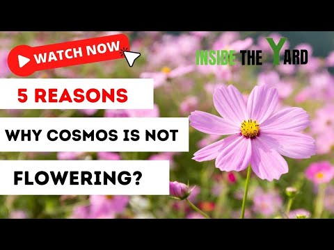 YouTube video about: Why didn't the plant work on ray in bloom?