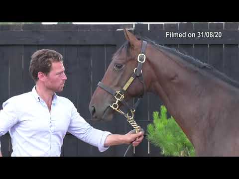 2020 Deauville Select Sale - Lot 310 c.CAMELOT x AVENUE DARGENT