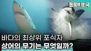 무시무시한 힘의 백상아리부터 변신의 대가 문어까지! 각기 다른 바다 생물들의 무기 경쟁 
