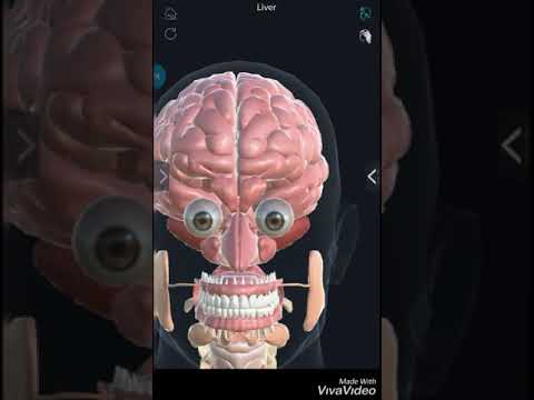 Organs Anatomy Pro. Video