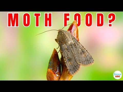 3rd YouTube video about how do the moth larvae survive predators