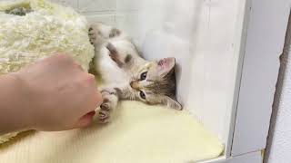 シンガプーラの動画01