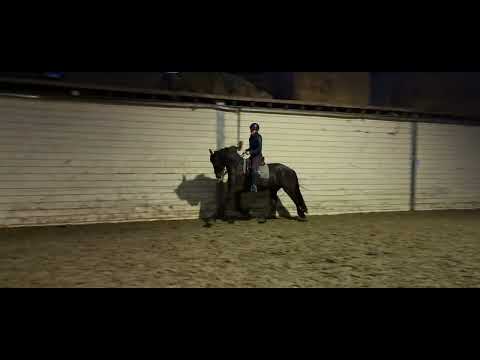 Stal Okkema's Fenna - Tsjalle x Beart - mare in foal - 2017 - 1.65m