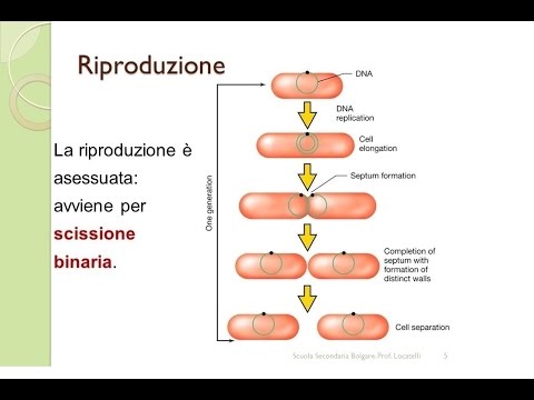 Cure mediche di lyambliya Il bambino ha 8 anni che dare da vermi