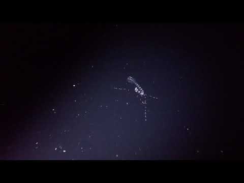 Big Island - Pelagic "Black Water" Night Dive