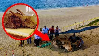Most INCREDIBLE Animal Mummies Ever Discovered!