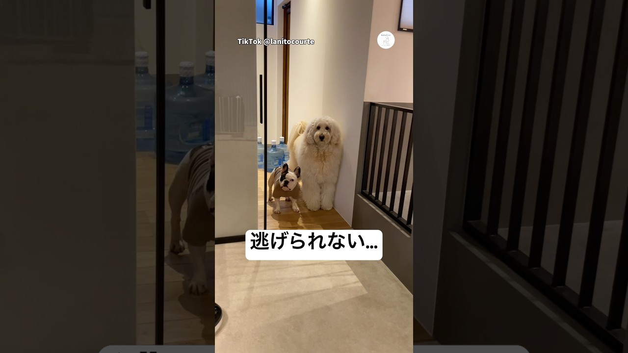 じっと待機する犬たち、無言の圧がすごい　　#犬　#犬のいる暮らし #面白い　#かわいい犬 #いぬ