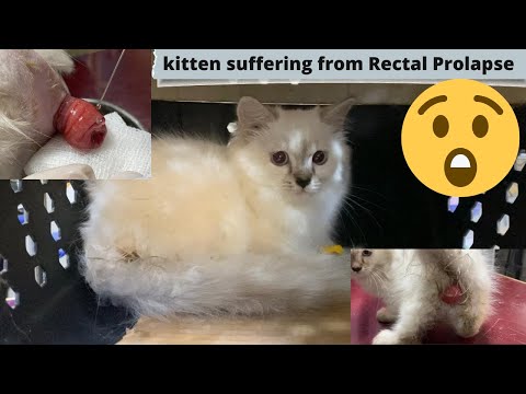 Rectal prolapse in kitten | Aliyan Vets