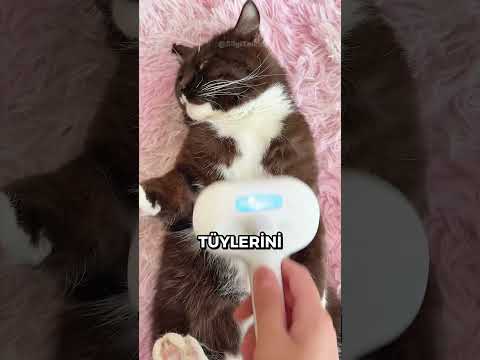 Kedinize DÜŞÜK Bütçeyle En İyi Şekilde Bakmanın 3 Sırrı 🐱💰