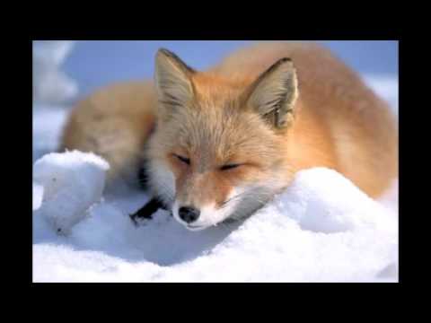 WikiStammtisch Episode 0053 mit Jakob Voß