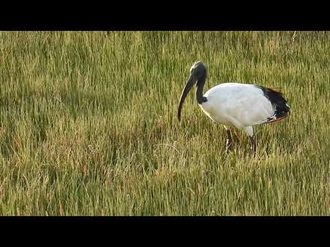 Ibis posvätný (Threskiornis aethiopicus) — Sacred Ibis v mokradiach