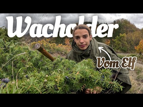 Juniper, the life force 🫐