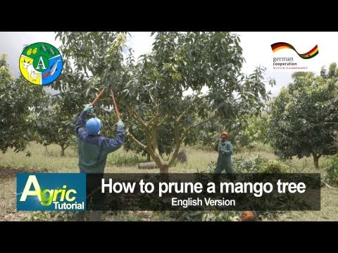 How to prune a mango tree (engl)