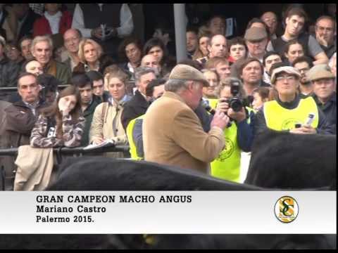 31-07-15 Gran Campeon Macho Angus - Palermo 2015.