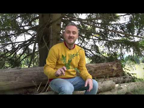 Petrovac biljka za glasne žice i protiv sindroma hroničnog umora