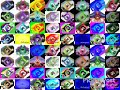 64 Klaskyklaskyklaskyklasky Gummy Bear Song Versions