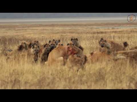 Leibniz-IZW Hyänenprojekt im Ngorongoro-Krater