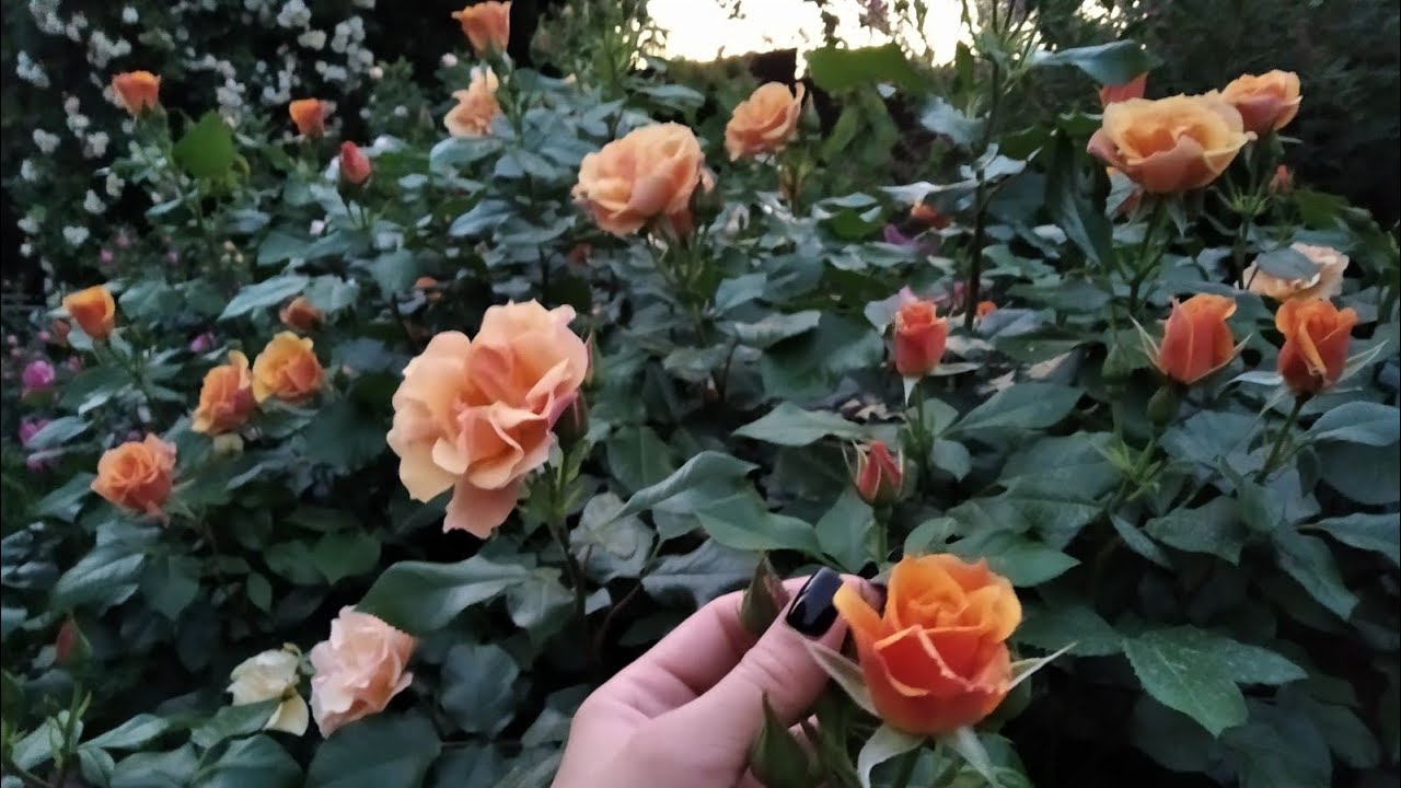 Повторное цветение розы Tequila (Текилла). Цветение после обрезки отцветших побегов. Вторая волна.