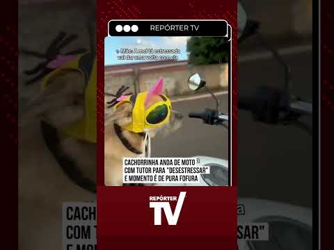Cachorrinha Mel viraliza ao passear de moto com óculos e chapéu em engenheiro coelho