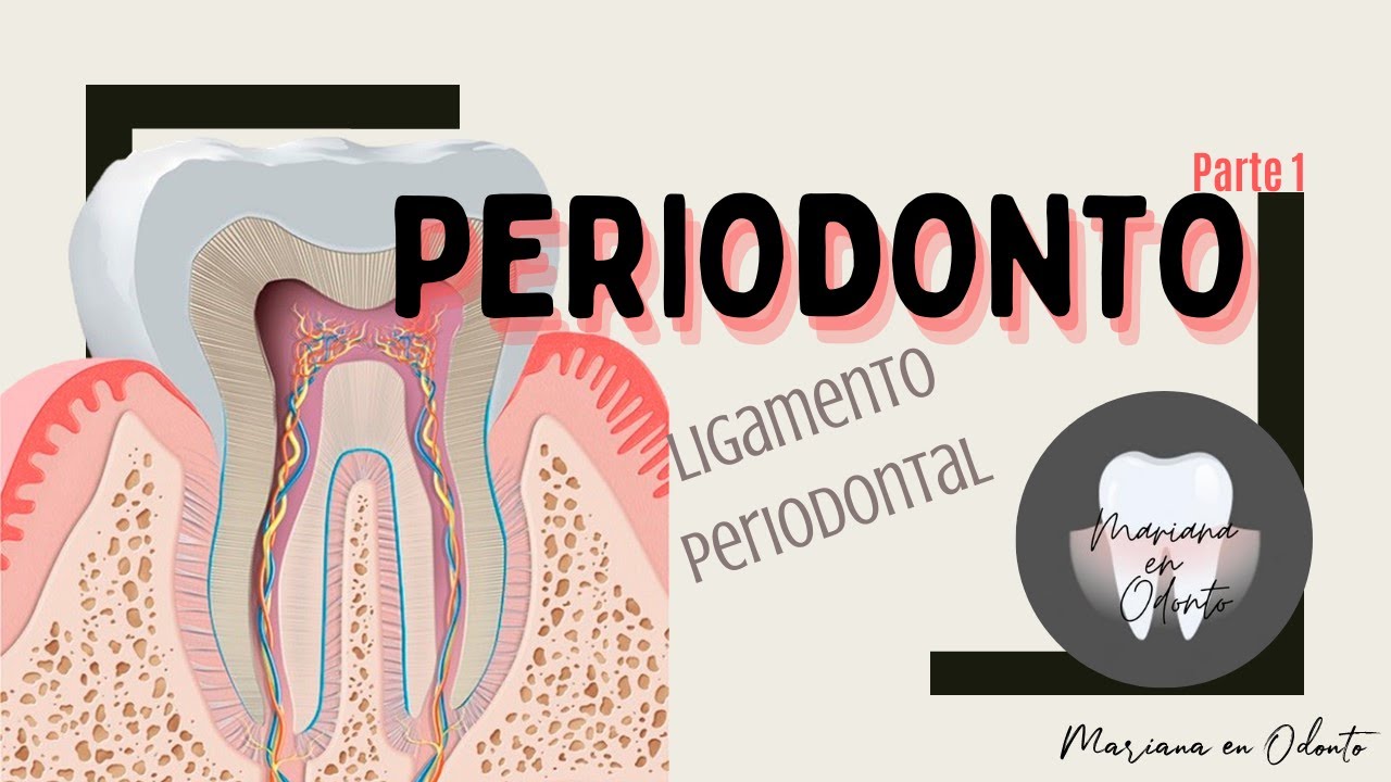 PERIODONTO: Ligamento Periodontal (parte 1)