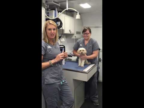 Jugular Blood Draw – Veterinary Learning Series