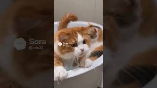 猫がお風呂でオナラした結果→泡が巨大化して大パニック【猫あるある】AIアニメ