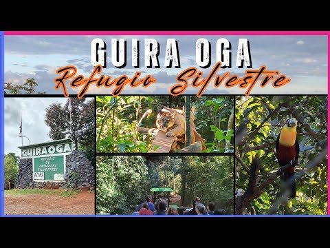 Güira Oga, Refugio de vida silvestre, Puerto Iguazú, Misiones. 11/08/2025