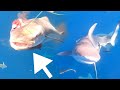 Using BULLETS On Fish UNDERWATER Hundreds Of SHARKS Come After Us