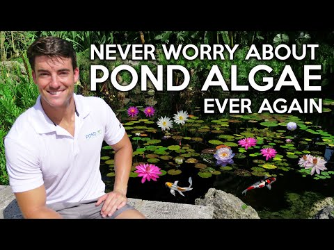 Algae in Koi Ponds, Learn this lesson & have a clear water garden for life! Get Rid of Pond Algae!