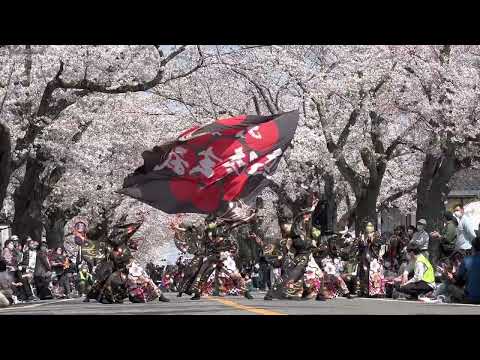 天真馬陵玄武  -富岡町さくらまつり2022-