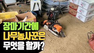 장마기간에 나무농사꾼은 무엇을 할까?  | 나무대장