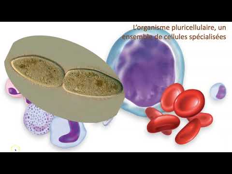Organisme unicellulaire vs organisme pluricellulaire