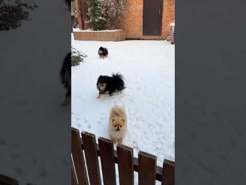 Para os Dias de Calor, Picolé de Osso - Nossa Rotina #americanbully