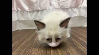 ラグドールの動画01