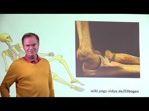 Ellbogen - Anatomie und Physiologie