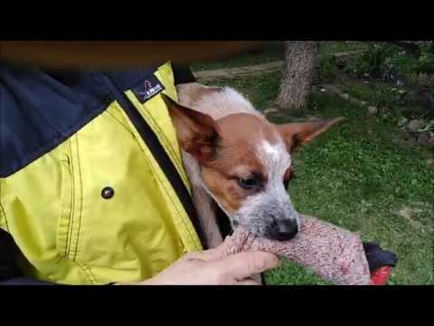 Bi.flint Bull in Red 3 mo.