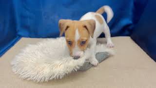 ジャックラッセルテリアの動画01