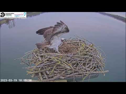 Order is restored at Manton Bay: Rutland Ospreys Maya & Blue33 mate, no sign of Blue25 19 Mar 2023