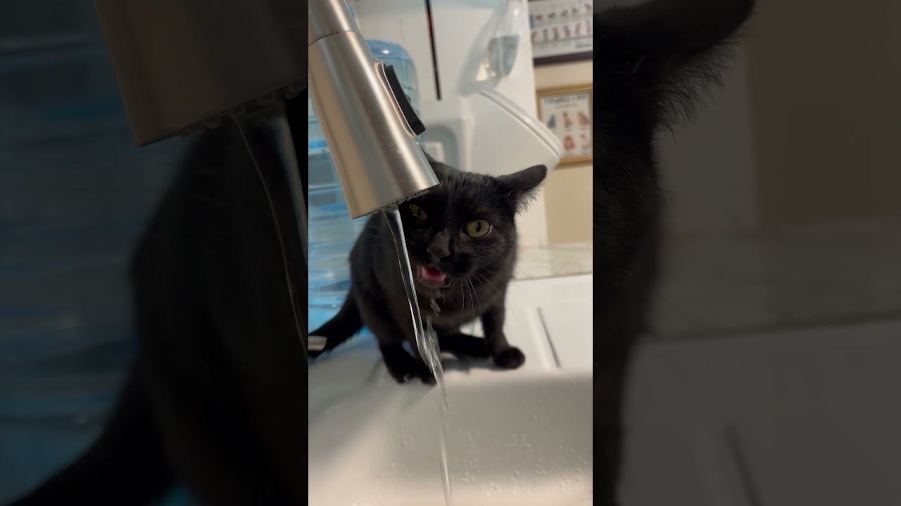 Enlarge Luna, a Adoptable Domestic Short Hair in Mount Sterling, KY video 6/6