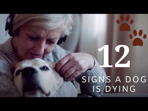 12 Signs a Dog is Dying