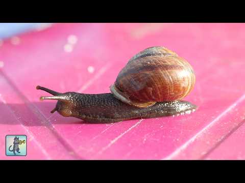 Beautiful Snails! 🐌 Best Relaxing Music & Amazing Nature Scenery