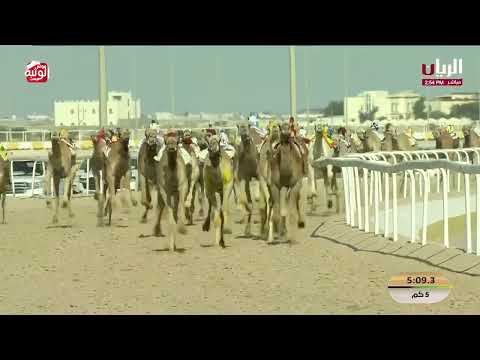  ش 14 ( المصفح) محمد عبيد الحراجين الدوسري 7:36:03 , مهرجان الأمير الوالد 2026/2/5 لقايا الشحانية  