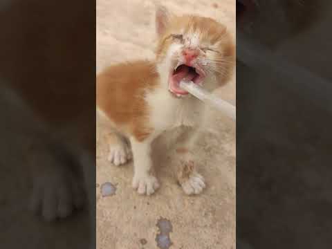 How I Saved My Cat Enas from Death  Emergency Medication and Treatment