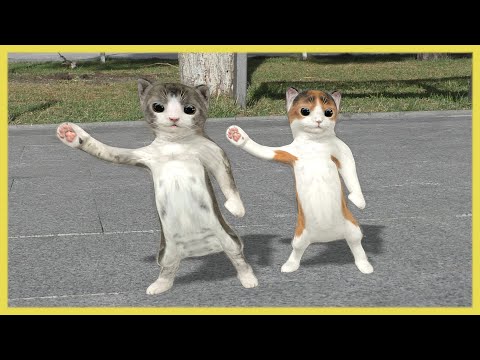Dancing cats
